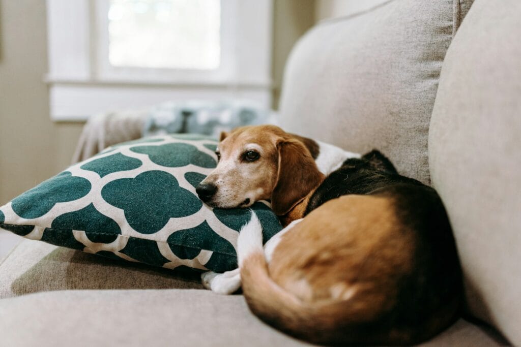 Dog Sitting on Clean Couch
